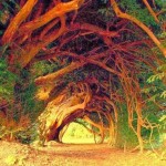 1000 Year Old Yew Tree, West Wales