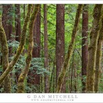 A dense mixed redwood and big leaf maple forest along Gazos Creek, California.